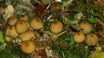 Corprinus commatus